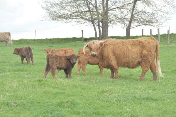 Heritage Highland Cattle Breed Has Value for Today's Producers